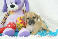 Griffin Shipping Included, a male Puggle for sale in Pottersville, MO – Photo 1 of 6