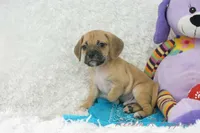 Griffin Shipping Included, a male Puggle for sale in Pottersville, MO – Photo 6 of 6