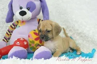 Griffin Shipping Included, a male Puggle for sale in Pottersville, MO – Photo 3 of 6