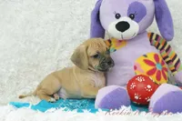 Griffin Shipping Included, a male Puggle for sale in Pottersville, MO – Photo 5 of 6