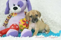 Griffin Shipping Included, a male Puggle for sale in Pottersville, MO – Photo 2 of 6