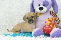 Griffin Shipping Included, a male Puggle for sale in Pottersville, MO – Photo 4 of 6