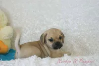 Howie Shipping Included, a male Puggle for sale in Pottersville, MO – 4 of 6
