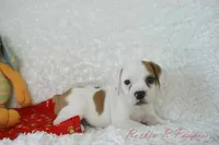 Samson Shipping Included, a male English Bulldog and Puggle for sale in Pottersville, MO – 5 of 8