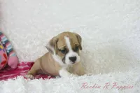 Keely Shipping Included, a female English Bulldog and Puggle for sale in Pottersville, MO – 6 of 7