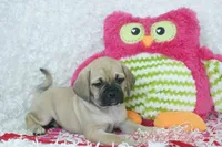 Juno Shipping Included, a female Puggle for sale in Pottersville, MO – 2 of 7