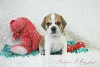 Ottie Shipping Included, a male Puggle for sale in Pottersville, MO – 4 of 10