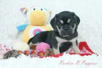 Berry Shipping Included, a female Puggle for sale in Pottersville, MO – 1 of 8