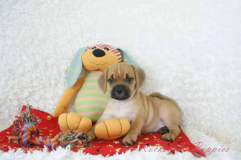 Ritz Shipping Included – Puggle puppy for sale in Pottersville, MO