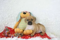 Ritz Shipping Included, a male Puggle for sale in Pottersville, MO – 1 of 6
