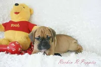 Roman Shipping Included, a male English Bulldog and Puggle for sale in Pottersville, MO – 7 of 7