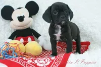 Bruno Shipping Included, a male Puggle for sale in Pottersville, MO – Photo 2 of 6