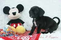 Bruno Shipping Included, a male Puggle for sale in Pottersville, MO – Photo 3 of 6