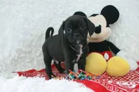 Bruno Shipping Included, a male Puggle for sale in Pottersville, MO – Photo 6 of 6