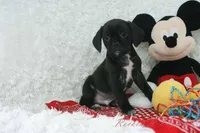 Bruno Shipping Included, a male Puggle for sale in Pottersville, MO – Photo 4 of 6