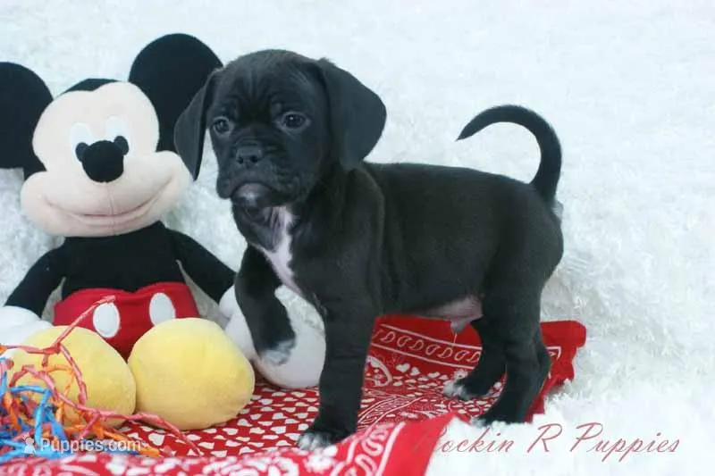 Bruno Shipping Included – Puggle puppy for sale in Pottersville, MO