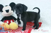 Bruno Shipping Included, a male Puggle for sale in Pottersville, MO – Photo 1 of 6