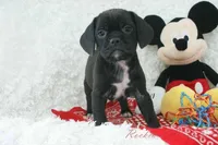 Bruno Shipping Included, a male Puggle for sale in Pottersville, MO – Photo 5 of 6