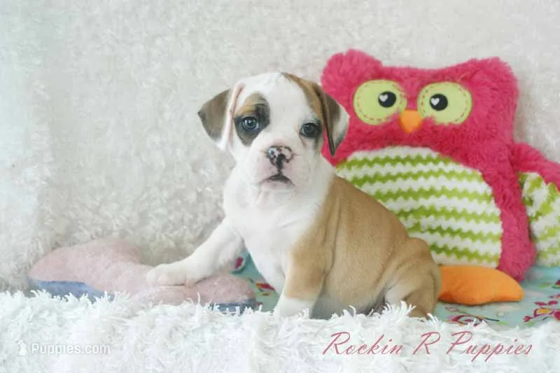 Fancy Shipping Included – English Bulldog, Puggle puppy for sale in Pottersville, MO