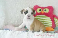 Fancy Shipping Included, a female English Bulldog and Puggle for sale in Pottersville, MO – 1 of 9