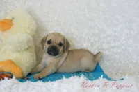 Howie Shipping Included, a male Puggle for sale in Pottersville, MO – 6 of 6
