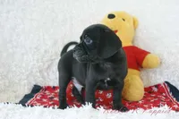 Derby Shipping Included, a male Puggle for sale in Pottersville, MO – 6 of 6