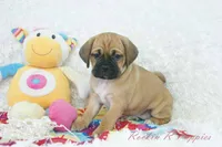 Sasha Shipping Included, a female Puggle for sale in Pottersville, MO – 6 of 6
