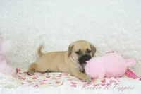 Lucy Shipping Included, a female Puggle for sale in Pottersville, MO – 3 of 5