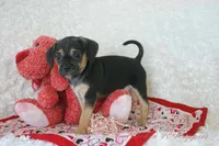 Angel Shipping Included, a female Puggle for sale in Pottersville, MO – 2 of 7