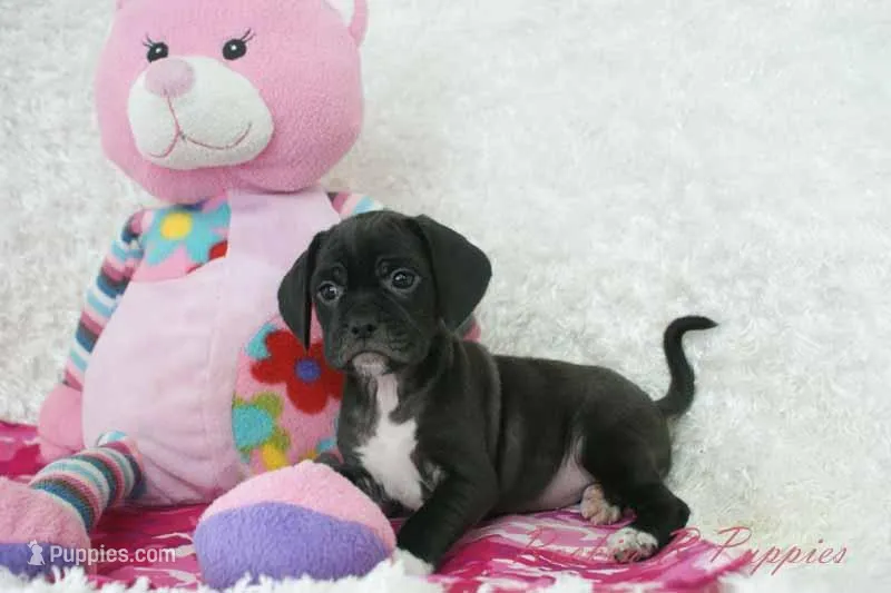 Poppi Shipping Included – Puggle puppy for sale in Pottersville, MO