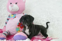 Poppi Shipping Included, a female Puggle for sale in Pottersville, MO – Photo 1 of 7