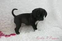 Poppi Shipping Included, a female Puggle for sale in Pottersville, MO – Photo 7 of 7