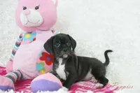 Poppi Shipping Included, a female Puggle for sale in Pottersville, MO – Photo 4 of 7