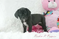 Poppi Shipping Included, a female Puggle for sale in Pottersville, MO – Photo 3 of 7