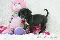 Poppi Shipping Included, a female Puggle for sale in Pottersville, MO – Photo 2 of 7