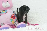 Poppi Shipping Included, a female Puggle for sale in Pottersville, MO – Photo 6 of 7