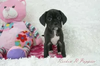 Poppi Shipping Included, a female Puggle for sale in Pottersville, MO – Photo 5 of 7