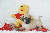 Duke Shipping Included, a male Puggle for sale in Pottersville, MO – 2 of 6