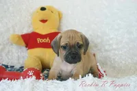 Buster Shipping Included, a male Puggle for sale in Pottersville, MO – 6 of 7