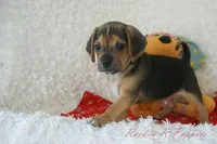 Jax Shipping Included, a male Puggle for sale in Pottersville, MO – 3 of 6
