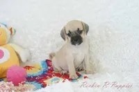 Polly Shipping Included, a female Puggle for sale in Pottersville, MO – 3 of 8