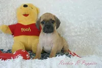 Buster Shipping Included, a male Puggle for sale in Pottersville, MO – 5 of 7
