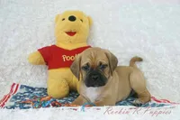 Fredrick Shipping Included, a male Puggle for sale in Pottersville, MO – 1 of 5