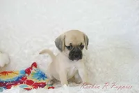 Polly Shipping Included, a female Puggle for sale in Pottersville, MO – 5 of 8