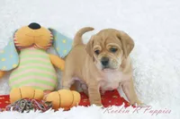 Ham Shipping Included, a male Puggle for sale in Pottersville, MO – 2 of 5