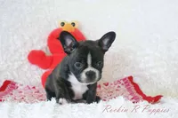 Lizzy Shipping Included, a female Frenchton for sale in Pottersville, MO – 6 of 6