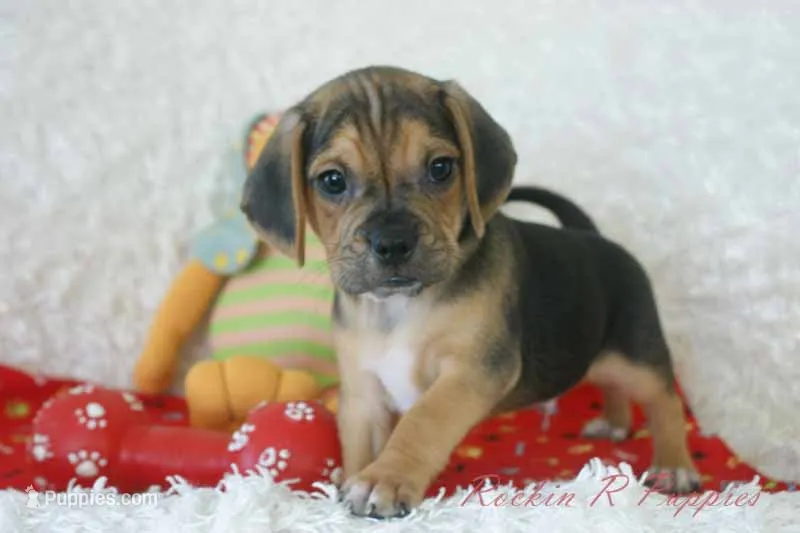 Jax Shipping Included – Puggle puppy for sale in Pottersville, MO