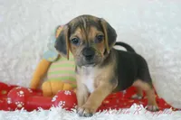 Jax Shipping Included, a male Puggle for sale in Pottersville, MO – 1 of 6