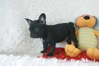 Asher Shipping Included, a male Frenchton for sale in Pottersville, MO – 4 of 7