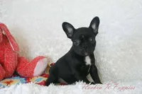 Mable Shipping Included, a female Frenchton for sale in Pottersville, MO – 5 of 5